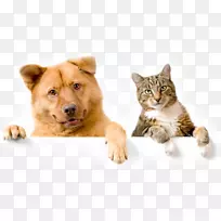 狗猫关系小狗宠物坐领猫