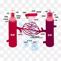 血管循环系统人体解剖-血液