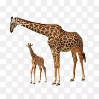 罗斯柴尔德的长颈鹿图像文件格式剪辑艺术长颈鹿