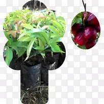 水玫瑰苹果马来苹果普通番石榴香蕉