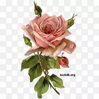 花园玫瑰花，卷心菜，玫瑰纸，粉红剪纸，旧玫瑰水彩