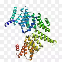 蛋白质RecA SOS响应分子生物学