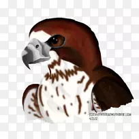 嘴鸟-红尾鹰