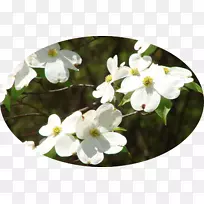 山茱萸