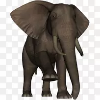印度象，非洲象，野生动物，大象，陆生动物
