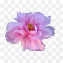 粉红色花朵玫瑰粉红色花朵设计.蒸汽波