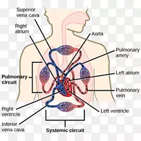 循环系统血管气体交换呼吸系统血液