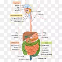 人体消化系统胃肠道消化图