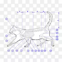 缅因州猫科猫解剖-骨骼肌
