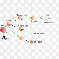 T淋巴细胞免疫系统b细胞活化功能