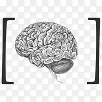 人脑蓝脑投射人体解剖-脑
