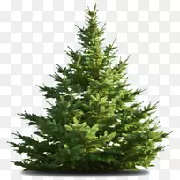 诺德曼杉木雪松圣诞树-圣诞树