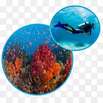 巴厘岛水下潜水水肺潜水海洋重力巴厘岛潜水学校-XM重力印度尼西亚