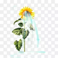 普通向日葵种子剪贴画