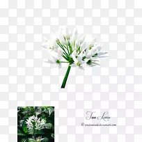韭菜茎花