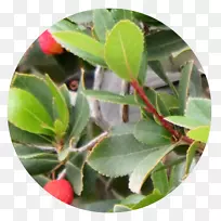 草莓树(Arctosthenlos Madro era motacillidae-arbutus)