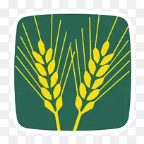 小麦种子-小麦种子