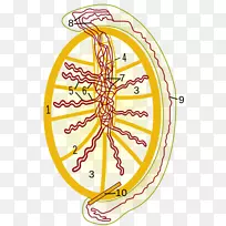 睾丸、传出管、睾丸白质层、纵隔睾丸