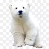 北极熊北极棕熊夹艺术北极熊