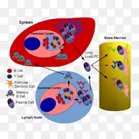 生发中心b细胞浆细胞淋巴系统