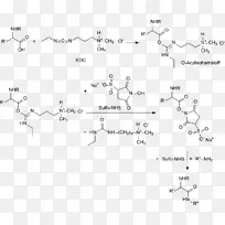 羧酸n-羟基琥珀酰亚胺碳二亚胺n-羟基磺基琥珀酰亚胺钠盐酯-EDC