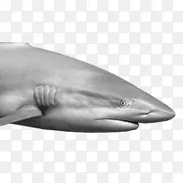 虎鲨大白鲨图库溪白嘴海豚方形鲨鱼虎