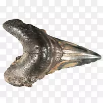 颌骨化石群-鲨鱼牙