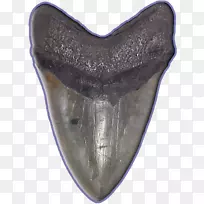 鲨齿巨齿鲨牙