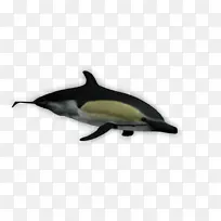 短喙普通海豚白嘴海豚