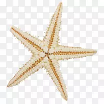 海星软体动物壳海棘皮动物沙海星