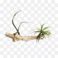 夜空植物-马尾草-植物