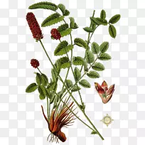 山茱萸色拉地衣植物多年生植物-肉桂(Cinnamomum Verum)