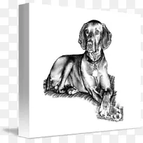 威玛拉纳丝毛维兹斯拉犬品种-小狗