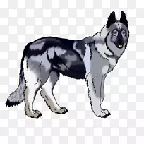 加拿大爱斯基摩犬西伯利亚哈士奇昆明狼狗捷克斯洛伐克狼狗愤怒的狼