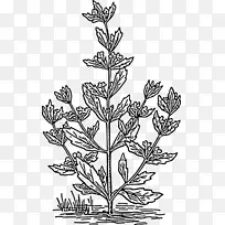 彭尼皇家绘画着色书植物-植物