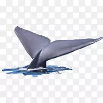 普通宽吻海豚图库溪短喙普通海豚鲸尾