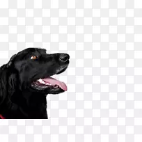 扁衣猎犬拉布拉多猎犬博伊金猎犬