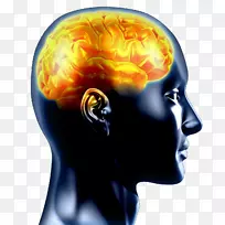 脑神经科学心理学认知情感-大脑