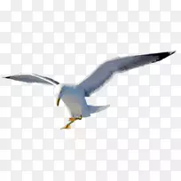 欧洲鲱鱼海鸥鸟怪鸟喙鸟