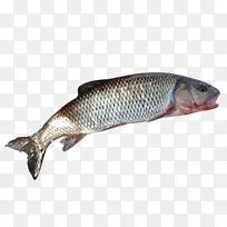 三文鱼产品鱼饵