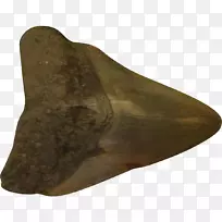 方舟：生存进化鲨鱼牙齿巨型卡尔弗特悬崖州立公园-鲨鱼