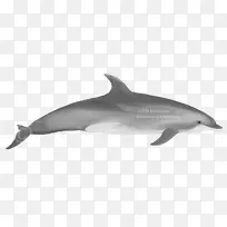 普通宽吻海豚短喙普通海豚条纹海豚粗齿海豚短喙普通海豚