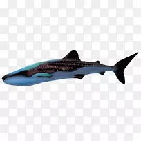 安魂药鲨锤头鲨鲸鲨