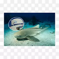 豹鲨斑纹鲨桦木水族馆-豹鲨