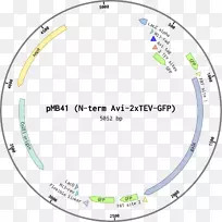 圆点角组织字体