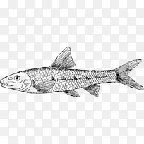 鱼线艺术沙丁鱼剪贴画-鱼