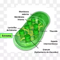 叶绿体叶绿素光合作用基质细胞