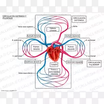 肺循环系统循环肺静脉肺动脉循环系统