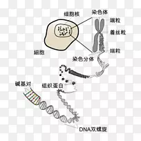 染色体端粒dna细胞真核染色体