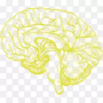 受刺激的大脑：非侵入性脑刺激的认知增强人脑经颅直流电刺激AGY脑